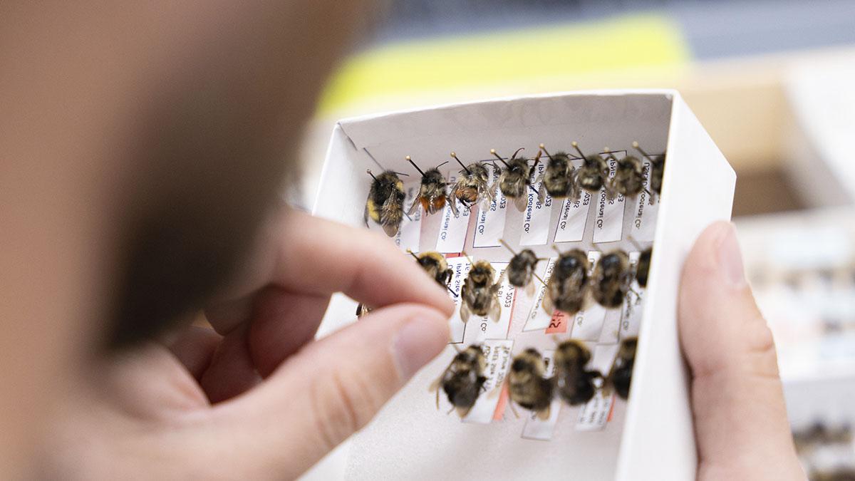 A hand holds a small box with dead bumblebees pinned inside.