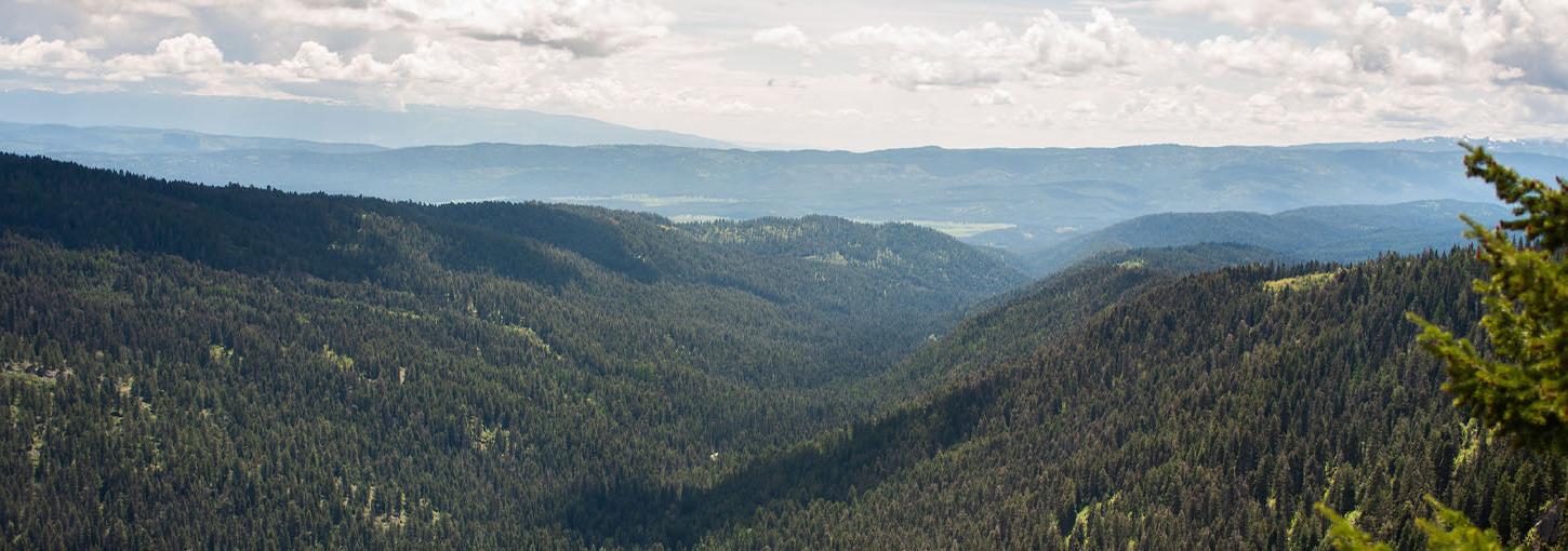 A view of a valley with trees.