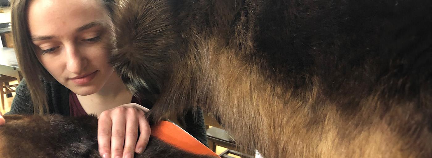 Woman examining moose fur for ticks.